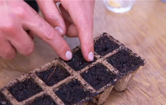 Jalapeno Paprika - Aussaat und Anzucht Jalapeno Paprika - Aussaat und Anzucht