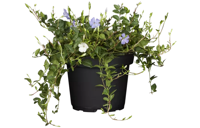 Vinca minor 'Tricolour' Vinca minor 'Tricolour'