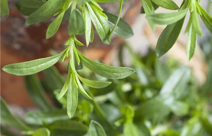 Satureja hortensis Satureja hortensis