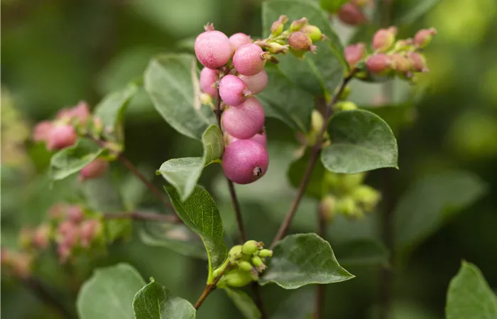 Symphoricarpos x doorenbosii Symphoricarpos x doorenbosii
