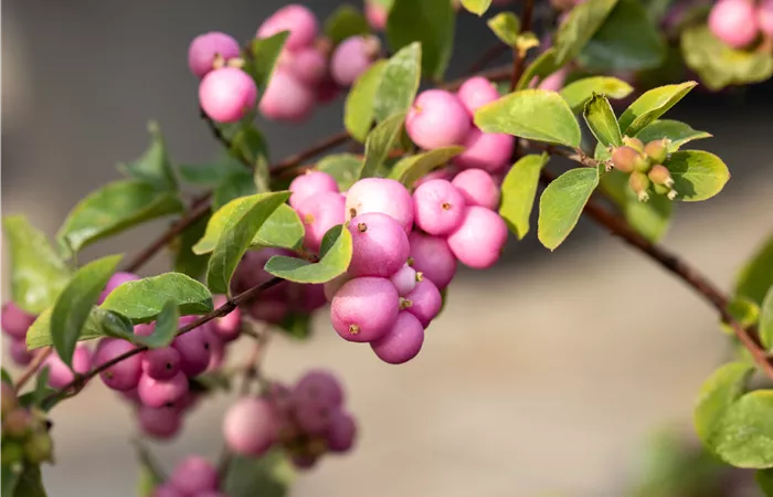 Symphoricarpos x doorenbosii 'Mother of Pearl' Symphoricarpos x doorenbosii 'Mother of Pearl'