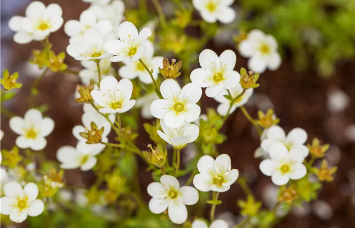Saxifraga 'Touran'