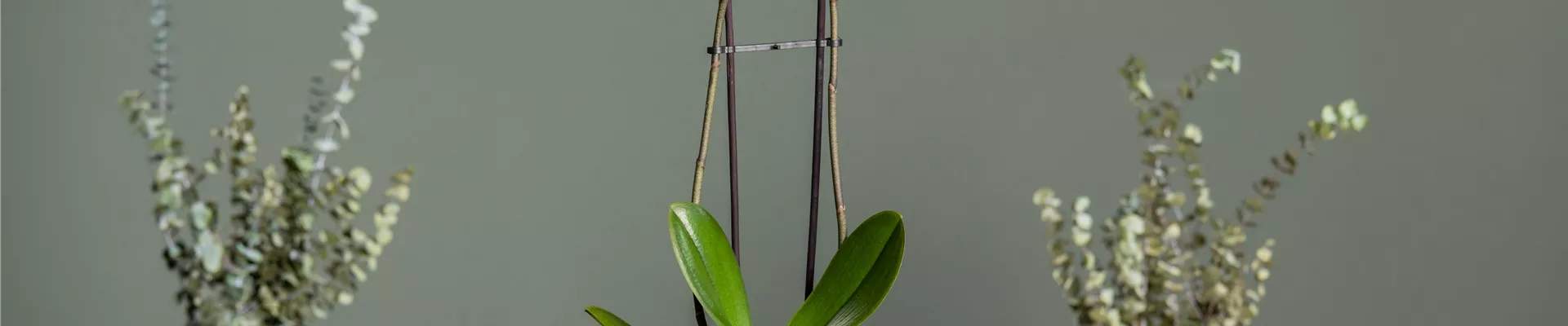 Phalaenopsis, gestreift Phalaenopsis, gestreift