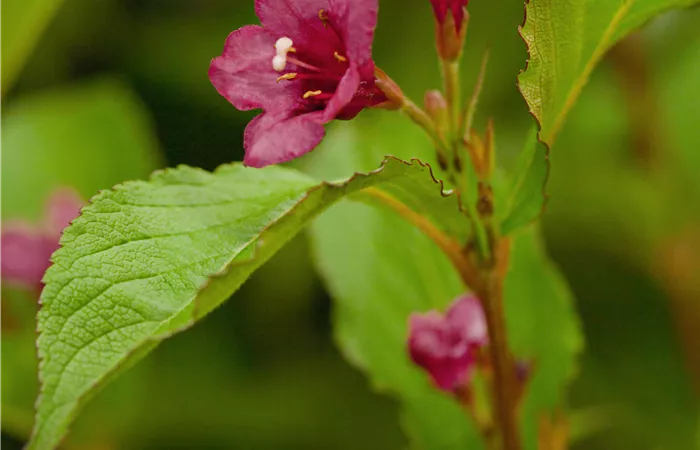Weigela 'Bristol Ruby'®