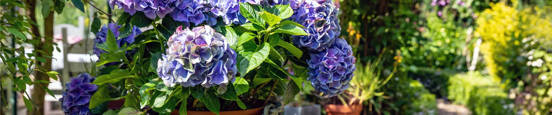 Hortensie im Pflanzkübel  Hortensie im Pflanzkübel