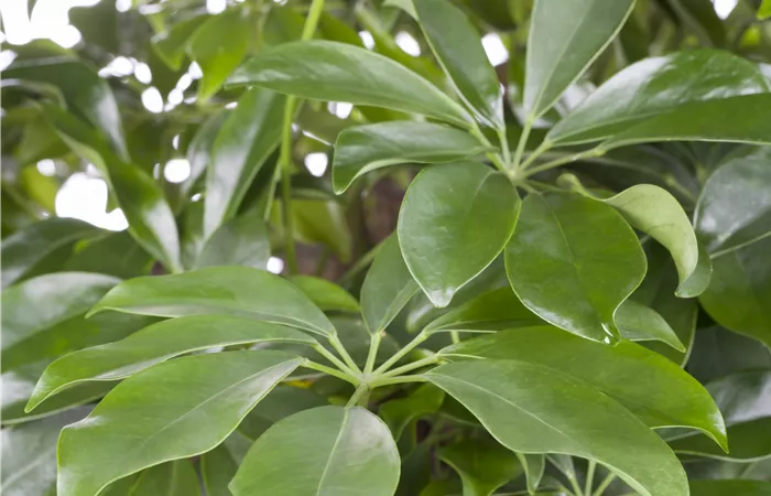 Schefflera arboricola Schefflera arboricola
