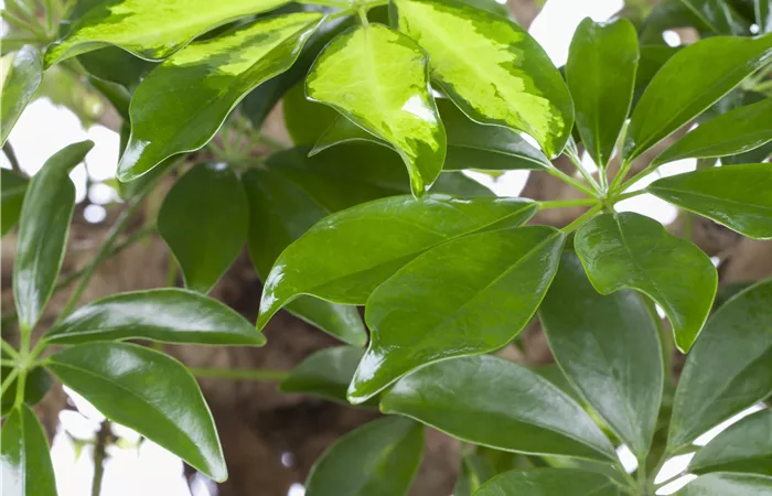 Schefflera arboricola 'Gold Capella' Schefflera arboricola 'Gold Capella'