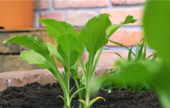 Funkie - Einpflanzen im Garten Funkie - Einpflanzen im Garten