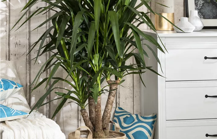 Yucca elephantipes Yucca elephantipes