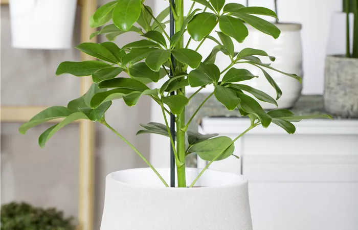 Schefflera arboricola 'Nora' Schefflera arboricola 'Nora'