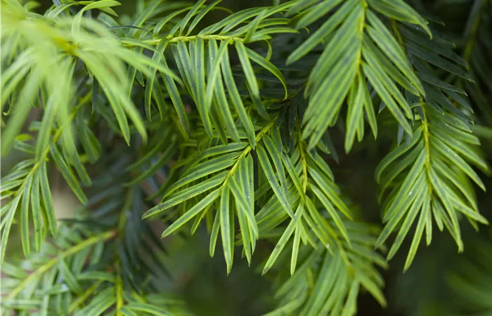 Taxus baccata 'Aurea'