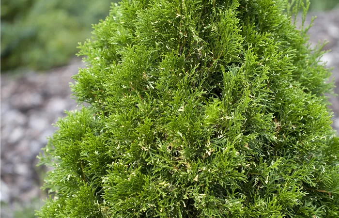 Thuja occidentalis Thuja occidentalis