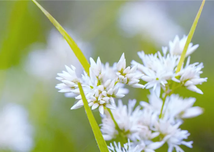 Schnee Marbel- Einpflanzen im Garten
