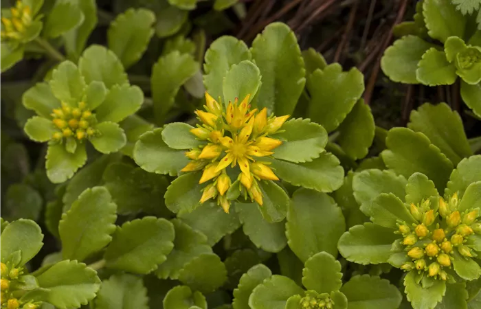 Sedum floriferum 'Weihenstephaner Gold' Sedum floriferum 'Weihenstephaner Gold'
