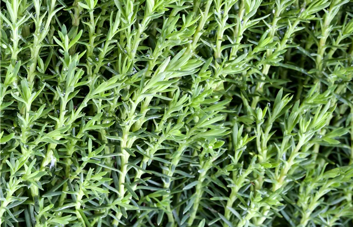 Thuja occidentalis 'Teddy'