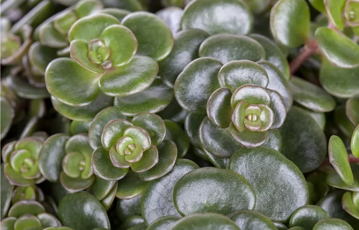 Sedum makinoi Sedum makinoi