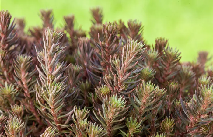 Sedum reflexum 'Chocolate Ball' Sedum reflexum 'Chocolate Ball'