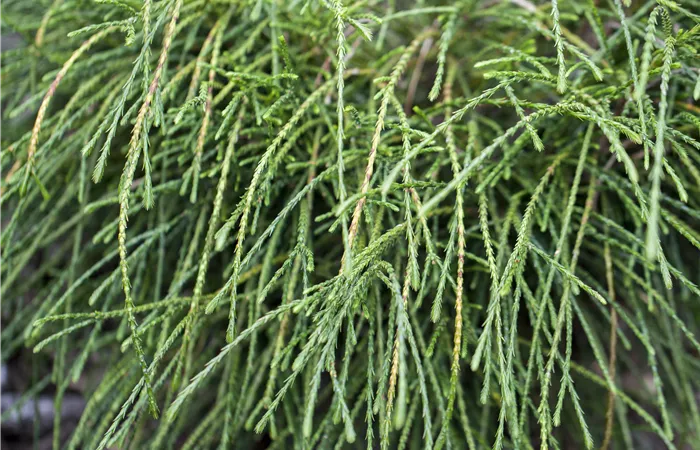 Thuja plicata 'Whipcord' Thuja plicata 'Whipcord'