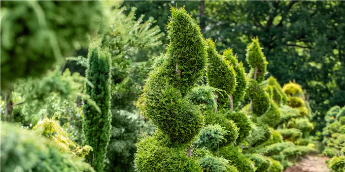 Thuja, Spirale