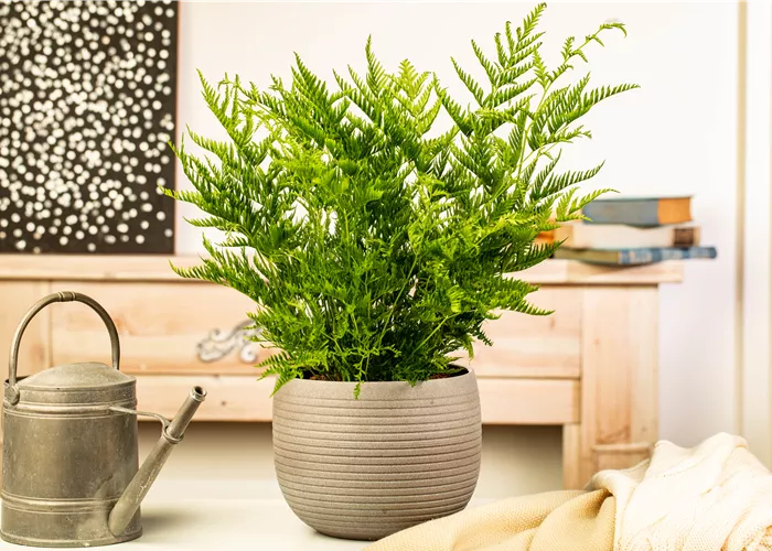 Zimmerpflanzen kaufen und Leben ins Haus holen