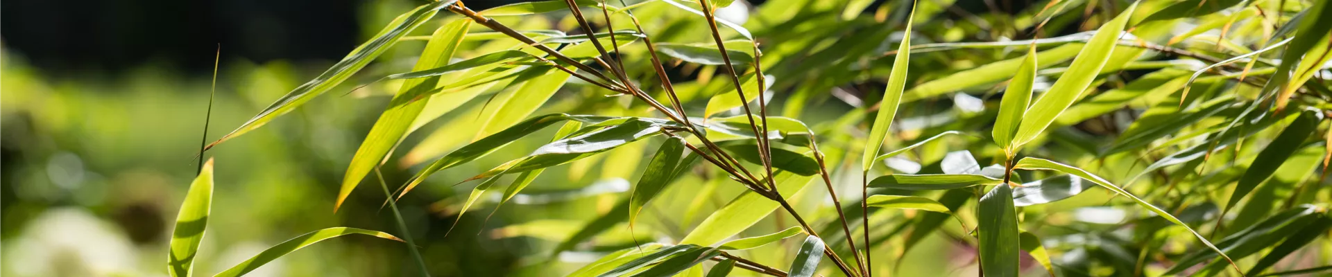 Fargesia rufa Fargesia rufa