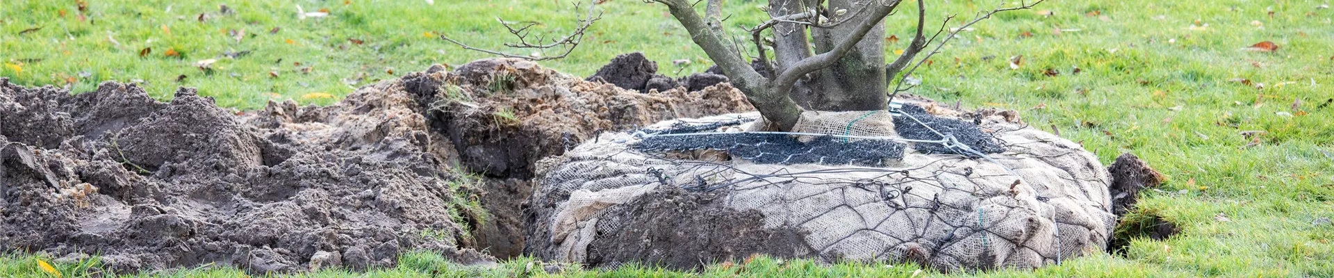 Wurzelballen transportfertig Wurzelballen transportfertig