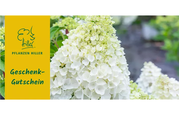 Online Gutschein Online Gutschein