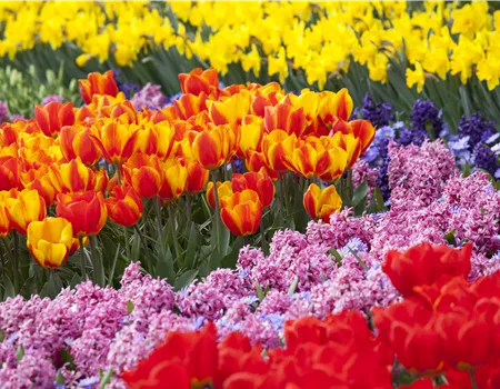 Blumenzwiebeln als Highlight bei der Gartengestaltung Blumenzwiebeln als Highlight bei der Gartengestaltung