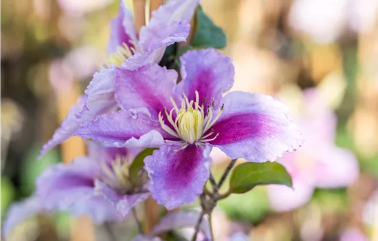 Gartengestaltung mit Kletterpflanzen – So wird’s märchenhaft Gartengestaltung mit Kletterpflanzen – So wird’s märchenhaft