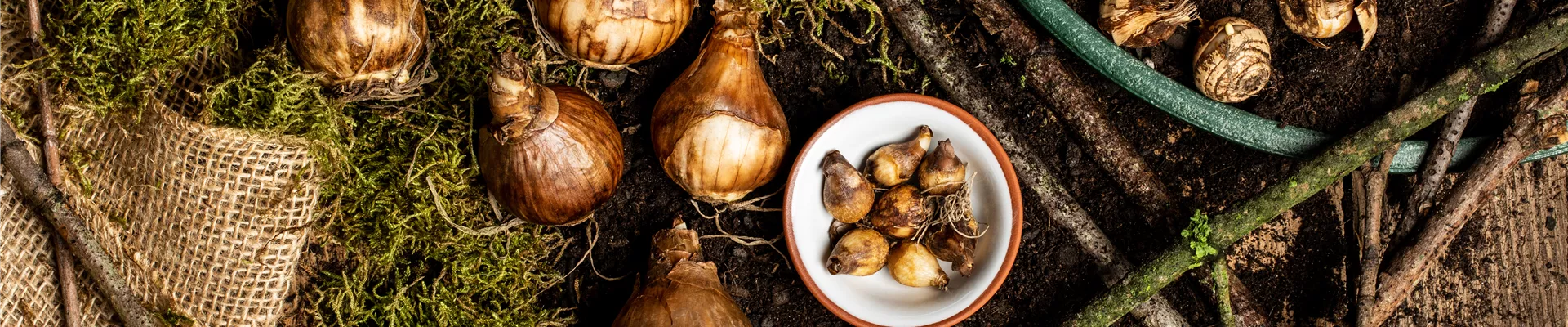 Verschiedene Blumenzwiebeln Verschiedene Blumenzwiebeln
