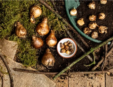 Blumenzwiebeln überwintern – der ultimative Leitfaden Blumenzwiebeln überwintern – der ultimative Leitfaden