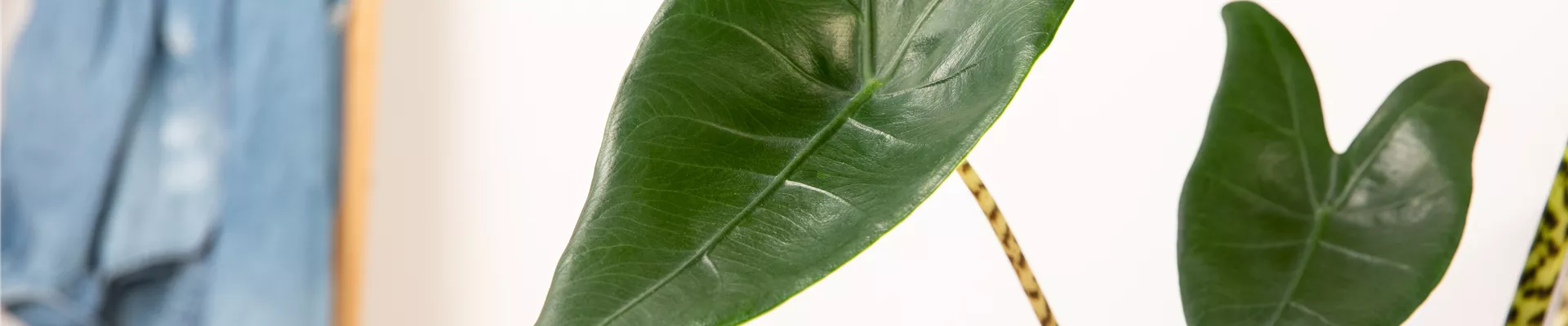 Alocasia zebrina Alocasia zebrina