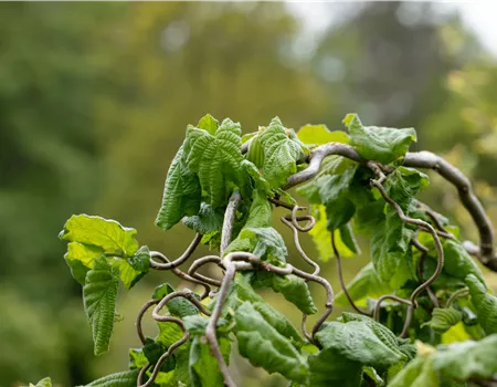 Beliebte Laubgehölze für den eigenen Garten Beliebte Laubgehölze für den eigenen Garten