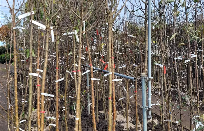 Pflanzzeit Obstbäume Pflanzzeit Obstbäume