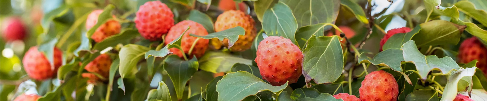 Cornus kousa Cornus kousa