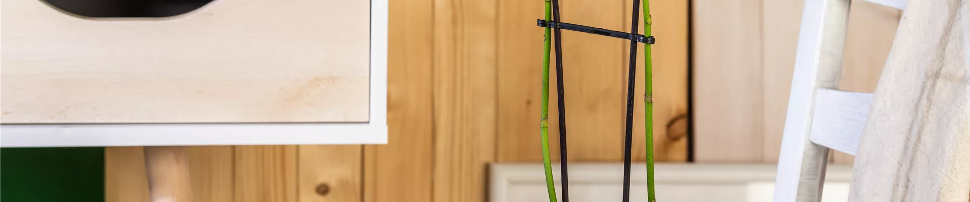 Phalaenopsis, weiß Phalaenopsis, weiß