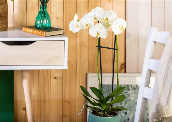 Tipps für eine traumhafte Raumgestaltung mit Orchideen