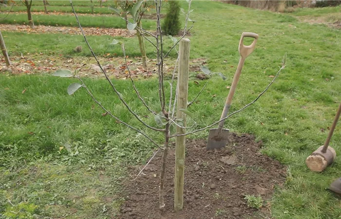 Apfelbaum - Einpflanzen im Garten