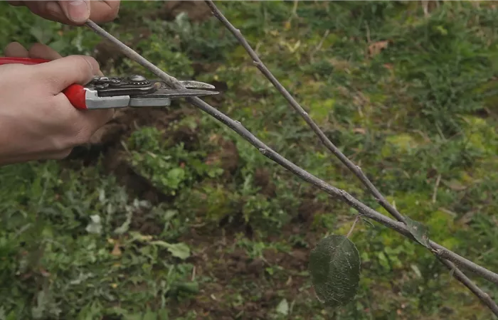 Apfelbaum - Pflanzschnitt