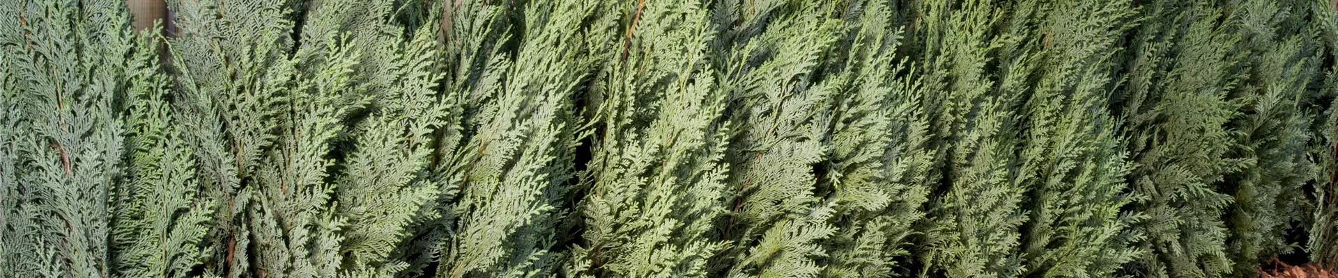 Chamaecyparis lawsoniana 'Columnaris'