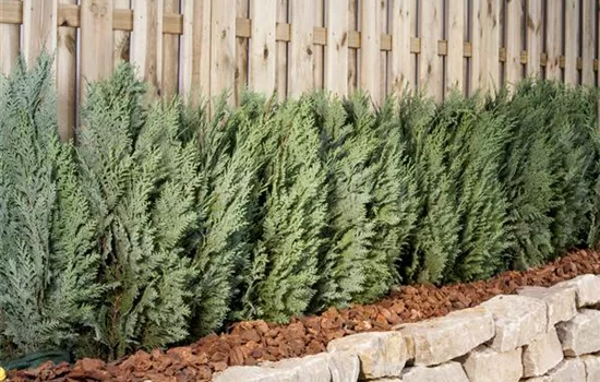 Im November Gehölze und Hecken pflanzen