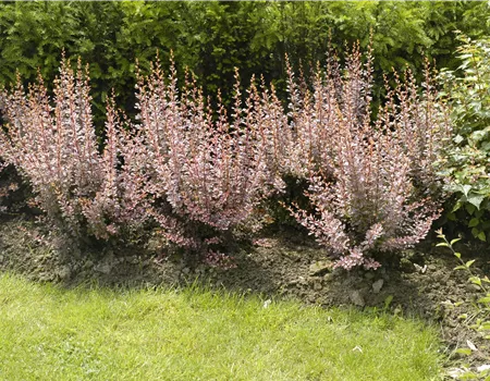 Berberitzen bereichern den Garten in jeder Hinsicht Berberitzen bereichern den Garten in jeder Hinsicht