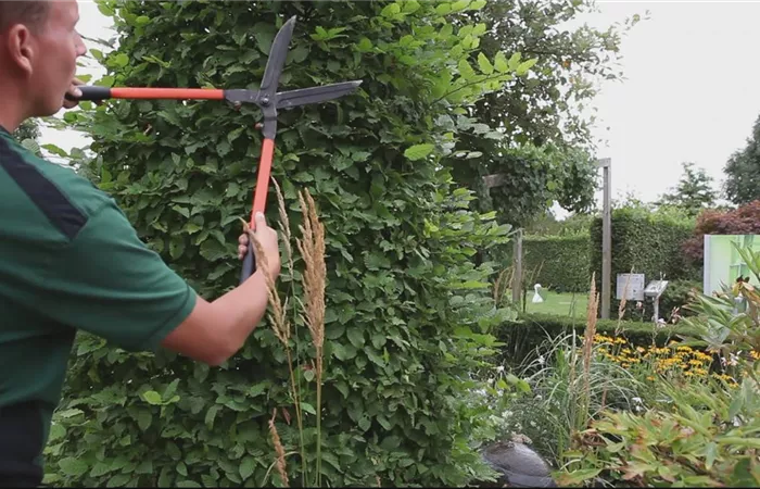 Hainbuche - Zurückschneiden
