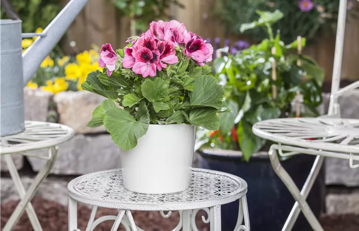 Pelargonium grandiflorum Pelargonium grandiflorum