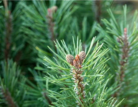Die passenden Nadelgehölze für jeden Standort im Garten