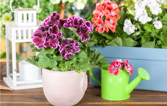 Geranien pflanzen und Balkon und Garten bunt gestalten Geranien pflanzen und Balkon und Garten bunt gestalten