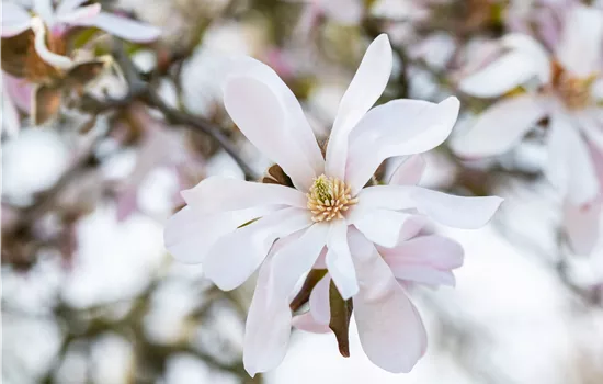 Frühblühende Gehölze zum Start ins neue Gartenjahr Frühblühende Gehölze zum Start ins neue Gartenjahr