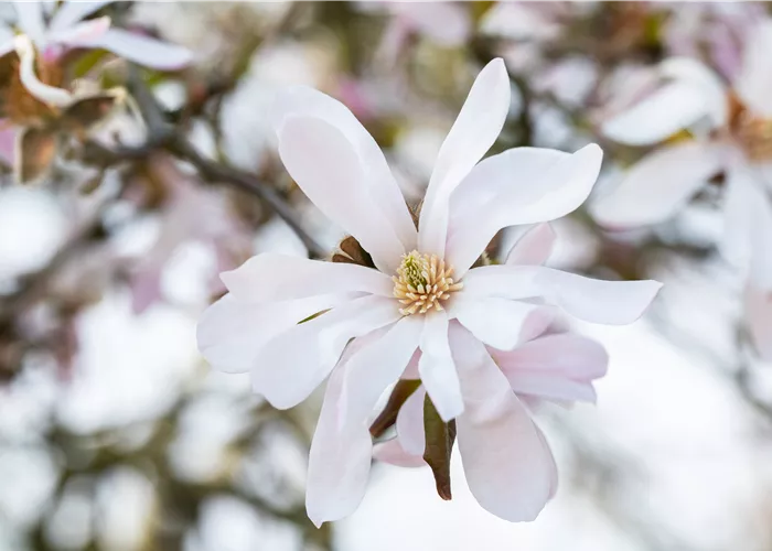Frühblühende Gehölze zum Start ins neue Gartenjahr
