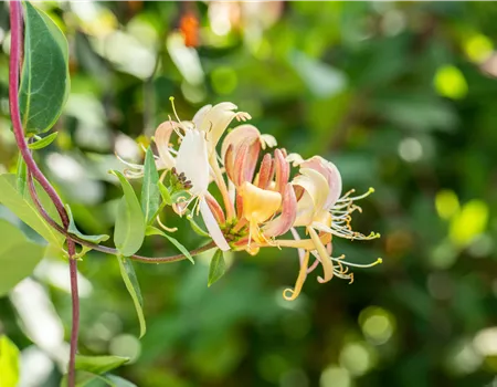 Die Vielfalt der Kletterpflanzen – Hoch hinaus in bunten Farben