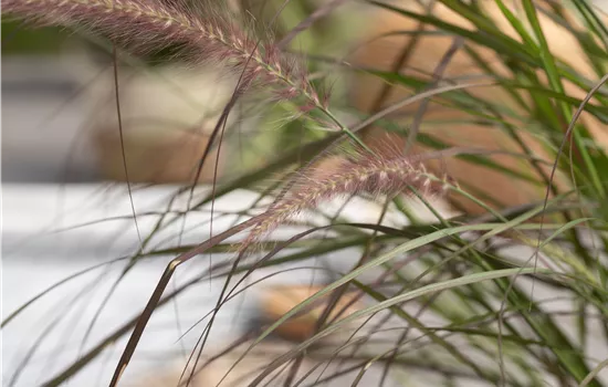 Gräser zurückschneiden für einen malerischen Wuchs Gräser zurückschneiden für einen malerischen Wuchs